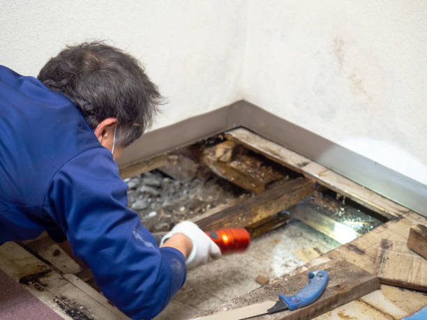 Best Certified Mold Removal  in Kimberly, ID