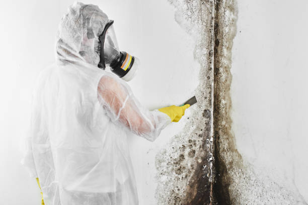 Best Attic Mold Removal  in Kimberly, ID